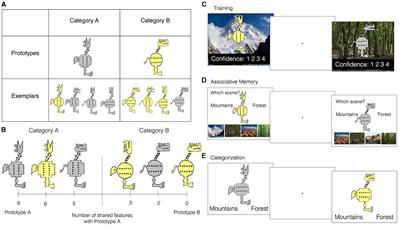 Successful generalization of conceptual knowledge after training to remember specific events